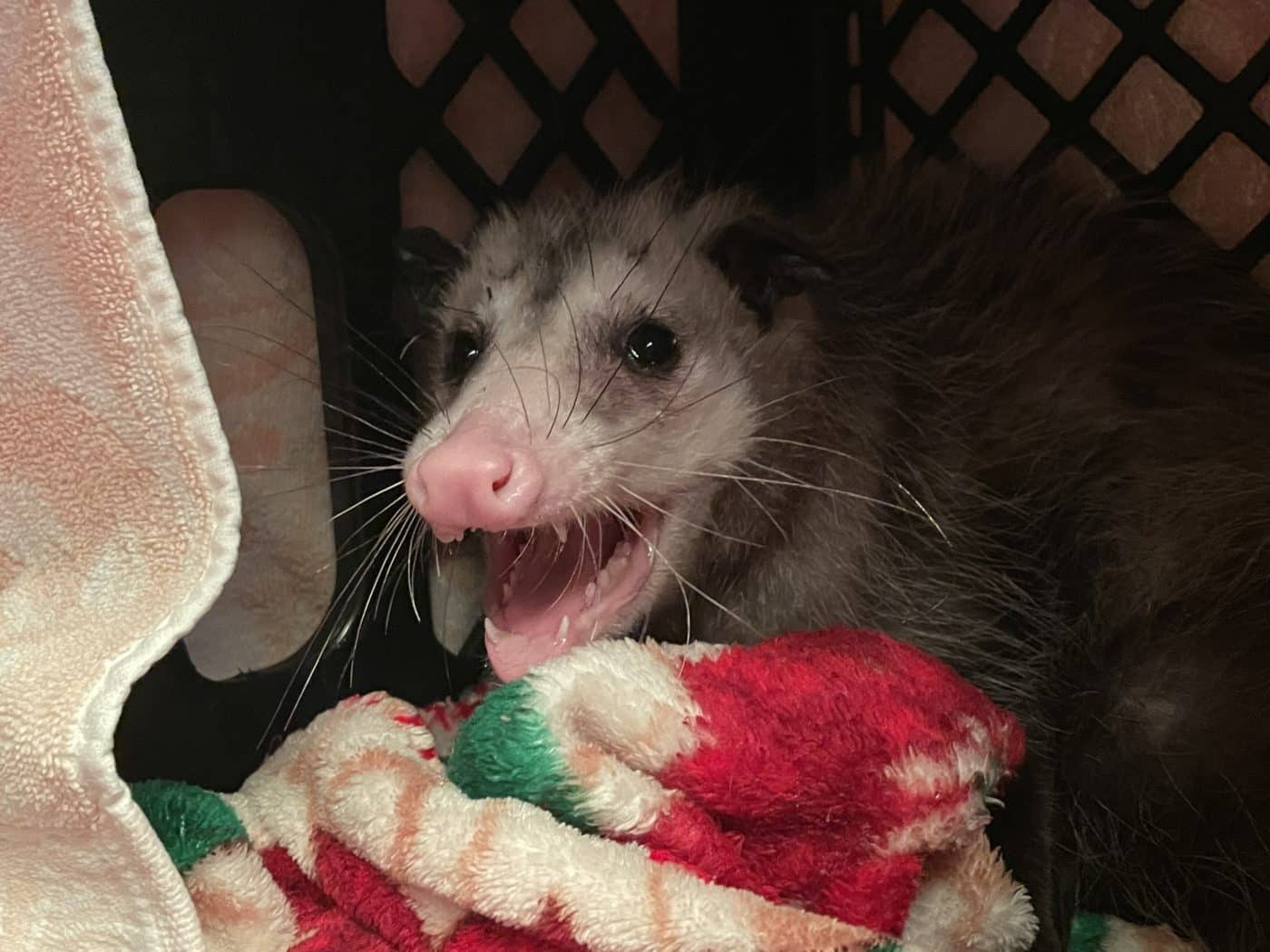 can hitting a possum damage your car
